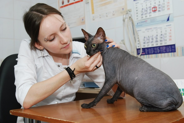 пенза кот и пес пенза. магазин кот и пёс чебоксары. кот и пес пенза. зооцентр кис говорово. воронова 2 кот и пёс пенза.